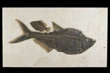 Diplomystus and Priscacara Fossil Fish Plate - Wyoming #172947-1